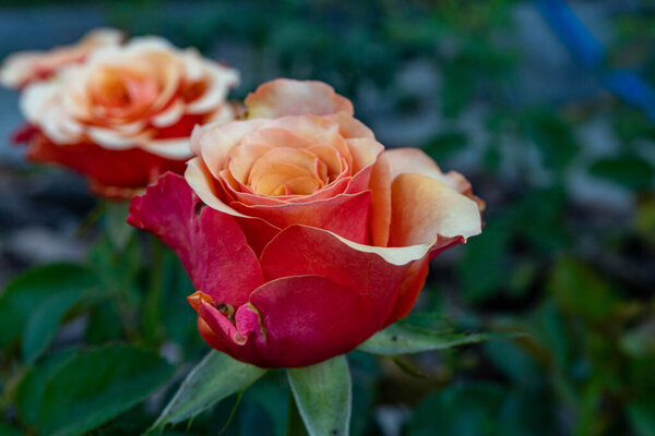 Cherry Brandy rose closeup