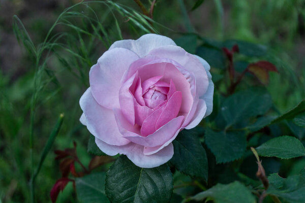 Mary Rose from David Austin collection