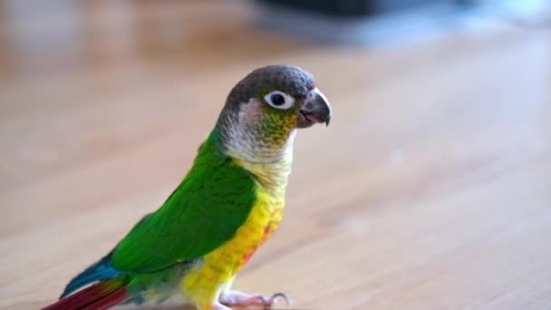 Papağan Çam Fıstığı Yer Yeşil Yanaklı Koni Muhabbet Kuşu Pyrrhura — Stok video