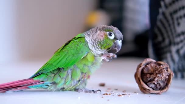 Parrot Eats Pine Nuts Green Cheeked Conure Parakeet Pyrrhura Molinae — Vídeo de stock