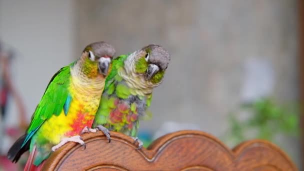 Couple Cute Parrots Close Video Green Cheeked Conure Parakeet Pyrrhura — Vídeo de stock