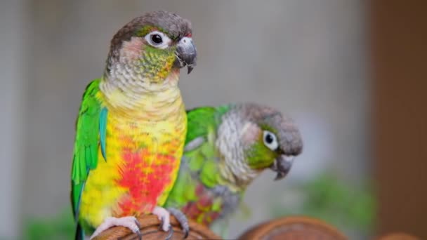 Couple Cute Parrots Close Video Green Cheeked Conure Parakeet Pyrrhura — Vídeo de Stock