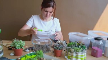 Brunette woman in white tshirt planting succulent in florarium. Female pours decorative sand into the future florarium.