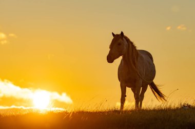Bosna 'nın Livno kentinin yukarısındaki Cincar adlı dağ uçağındaki bozkırlarda vahşi atlar dolaşıyor.