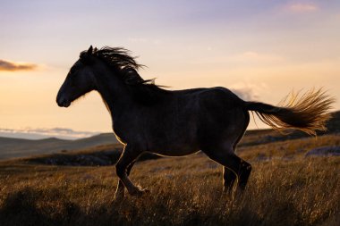 Bosna 'nın Livno kentinin yukarısındaki Cincar adlı dağ uçağındaki bozkırlarda vahşi atlar dolaşıyor.