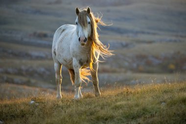 Bosna 'nın Livno kentinin yukarısındaki Cincar adlı dağ uçağındaki bozkırlarda vahşi atlar dolaşıyor.