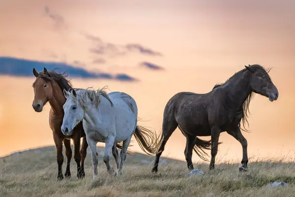 Bosna 'nın Livno kentinin yukarısındaki Cincar adlı dağ uçağındaki bozkırlarda vahşi atlar dolaşıyor.