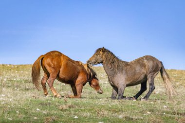 Two wild male horses fighting on the pasture on the mountain plane Krug over the Bosnian city of Livno clipart