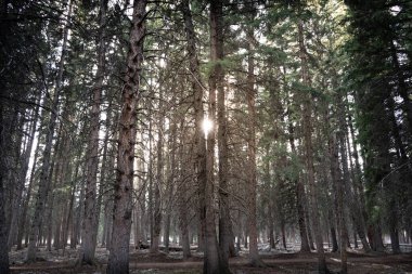 Ormandaki uzun ağaçların arasından parlayan güneş ışığı.