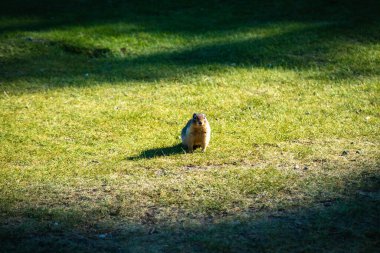 Sincap, güneş ışığında çimlerin üzerinde dikiliyor.