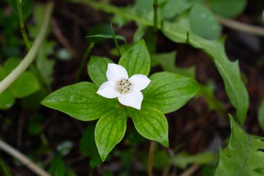 Delicate white flower with four petals and lush green leaves, found in a forest setting