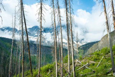 Striking landscape of tall, bare trees rising toward snow-capped mountains
