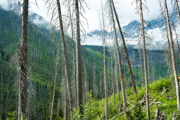Mountain Forest Landscape: Tall trees with mountains in background