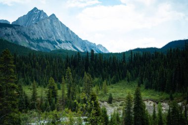 Mountain backdrop frames a lush forest, capturing nature's beauty and serenity.