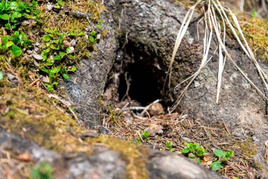 Burrow entrance nestled within tree roots, surrounded by moss and foliage.