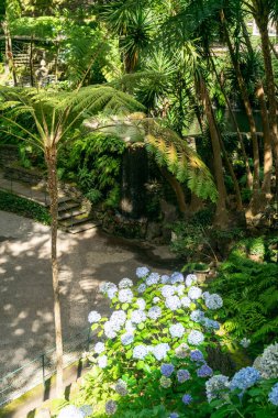 madeira tropical botany garden summer vacation portugal sunny day green trees tourism.