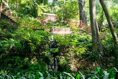 madeira tropical botany garden summer vacation portugal sunny day green trees tourism.