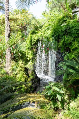 madeira tropik botanik bahçesi yaz tatili Portekiz güneşli gün yeşil ağaç turizmi.