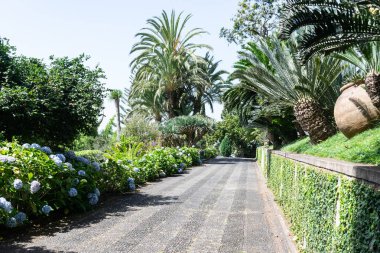 madeira tropical botany garden summer vacation portugal sunny day green trees tourism.