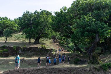 Madeira yaz tatili turizm dağları güneşli yeşil ağaçlar manzara turistleri.