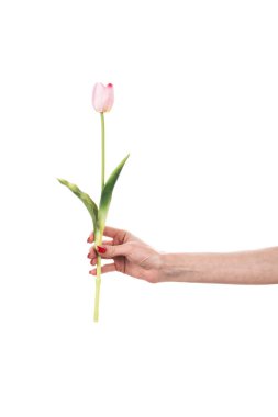 Beyaz arka planda güzel bahar laleleri tutan bir kadın. Beyaz arka planda izole çiçekler. Yüksek kalite fotoğraf