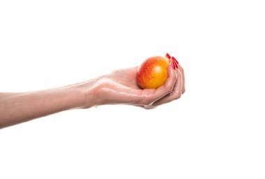 Nektarin tutan bir kadın, beyaz bir arka plan. Yüksek kalite fotoğraf