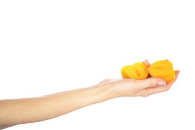 Beyaz arka planda izole edilmiş ellerde olgun sarı domatesler. Yüksek kalite fotoğraf