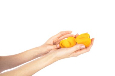 Beyaz arka planda izole edilmiş ellerde olgun sarı domatesler. Yüksek kalite fotoğraf