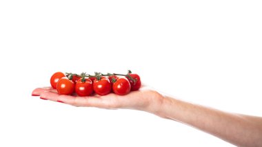 Eldeki kiraz domates dalı beyaza izole edilmiş. Yüksek kalite fotoğraf
