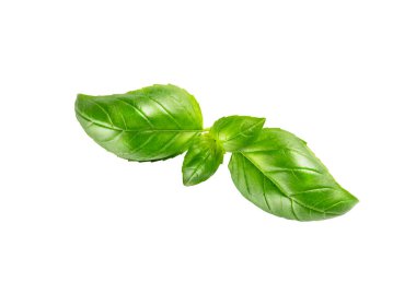 Fesleğen. Beyaz arka planda yeşil fesleğen yaprakları. Yüksek kalite fotoğraf