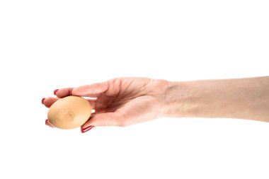 Beyaz arka planda izole edilmiş dişi elde tavuk yumurtası. Yüksek kalite fotoğraf