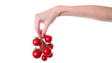 Beyaz arka planda izole edilmiş bir domates dalı. Beyaz arka planda izole edilmiş kiraz domatesi. Yüksek kalite fotoğraf