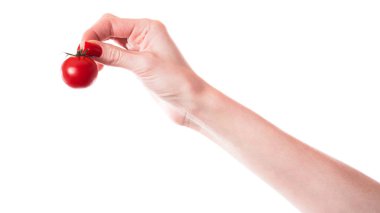 Beyaz arka planda izole edilmiş bir domates dalı. Beyaz arka planda izole edilmiş kiraz domatesi. Yüksek kalite fotoğraf