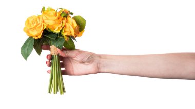 Beyaz arka planda taze sarı güller olan kadın eli. İzole edilmiş. Yüksek kalite fotoğraf