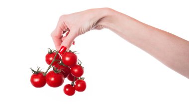 Beyaz arka planda izole edilmiş bir domates dalı. Beyaz arka planda izole edilmiş kiraz domatesi. Yüksek kalite fotoğraf