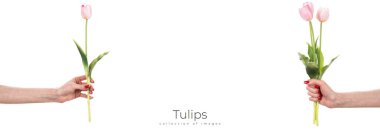 Beyaz arka planda güzel bahar laleleri tutan bir kadın. Beyaz arka planda izole çiçekler. Yüksek kalite fotoğraf