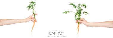 Beyaz arka planda yaprakları olan havuç sebzesi. Yüksek kalite fotoğraf