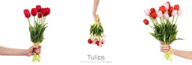 Beyaz arka planda güzel bahar laleleri tutan bir kadın. Beyaz arka planda izole çiçekler. Yüksek kalite fotoğraf