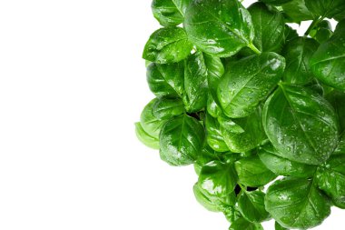 Fesleğen. Beyaz arka planda yeşil fesleğen yaprakları. Yüksek kalite fotoğraf