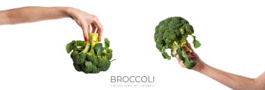 Kadın eli brokoli tutuyor, beyaz arka planda izole edilmiş. Yüksek kalite fotoğraf