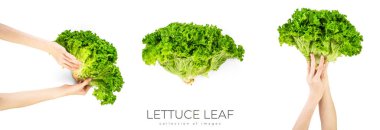 Beyaz arka planda marul yaprağı izole. Yüksek kalite fotoğraf