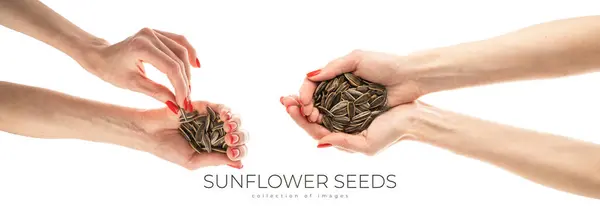 stock image Female hand sunflower seeds on a white background isolation. High quality photo