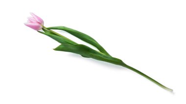 Beyaz arka planda izole edilmiş ızgara çikolata. Yüksek kalite fotoğraf