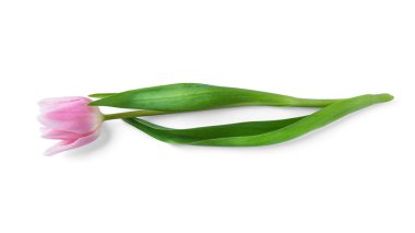 Beyaz arka planda izole edilmiş ızgara çikolata. Yüksek kalite fotoğraf