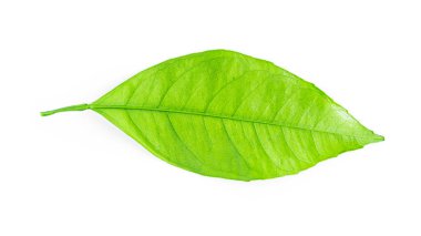 Beyaz arka planda yalıtılmış turunç yaprağı. Yüksek kalite fotoğraf