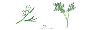 Dill beyaz arka planda izole edildi. Yüksek kalite fotoğraf