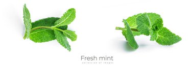 Beyaz arka planda taze, yeşil nane yaprakları. Yüksek kalite fotoğraf