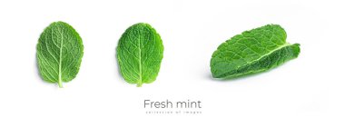 Beyaz arka planda taze, yeşil nane yaprakları. Yüksek kalite fotoğraf