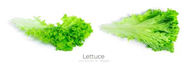 Marul, beyaz arka planda izole bir şekilde kalır. Yüksek kalite fotoğraf