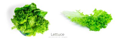 Marul, beyaz arka planda izole bir şekilde kalır. Yüksek kalite fotoğraf